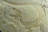 Sciurumimus albersdoerferi.  H. Tischlinger/Jura Museum Eichstatt