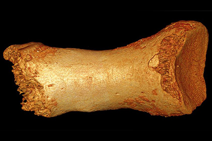 Фрагмент кости неандертальца