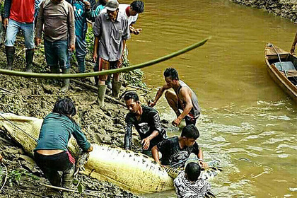 В Индонезии отомстили за смерть друга и убили 292 крокодила
