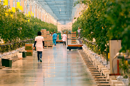 Тепличный комплекс для круглогодичного выращивания овощей построят в Подмосковье