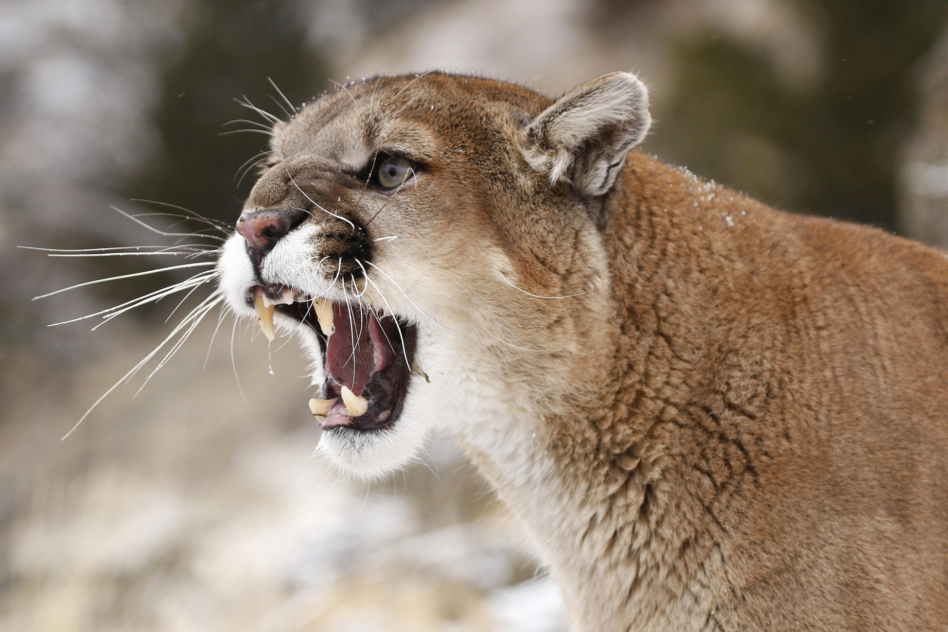 Screaming cougar