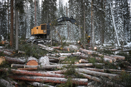 Хабаровские рабочие лесной отрасли массово лишились работы