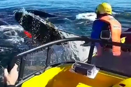 Спасение запутавшегося в сетях детеныша кита попало на видео