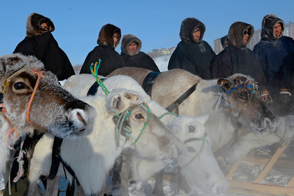 Ветераны оленеводства получат дома на Ямале