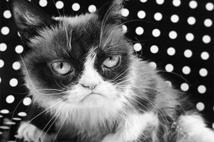  grumpy cat  