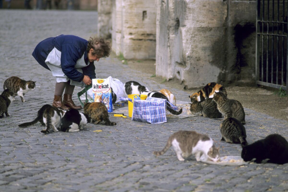 Кормление бездомных кошек