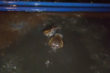 Лягушки устроили ожесточенную драку в воде