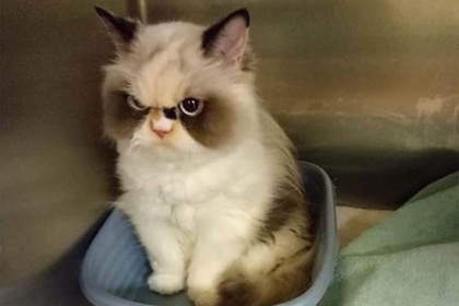     grumpy cat  