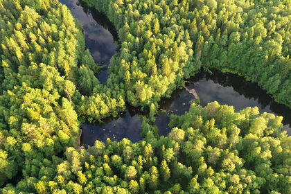 Российские леса оказались дороже нефти