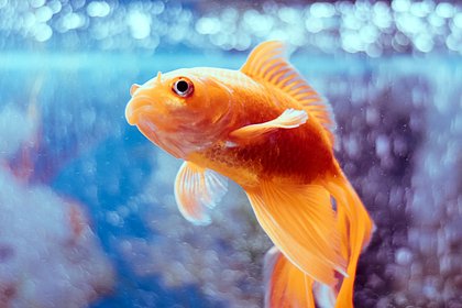 Факторы риска: почему умирают рыбки в аквариуме и как предотвратить их гибель?