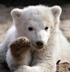 Медвежонок Кнут. Фото <a href=http://lenta.ru/info/afp.htm>(c)AFP</a>