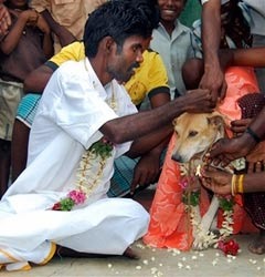 Свадьба Селвакумара с собакой. Фото из архива (c)AP