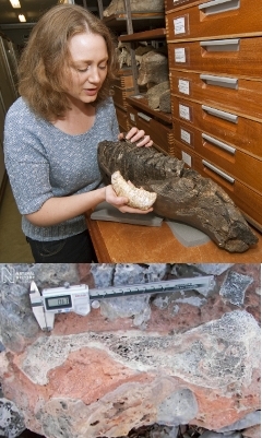 Виктория Херридж держит зубы карликового и обычного мамонта. Внизу - обнаруженная плечевая кость. Кадр из видео Британского музея естественной истории