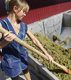 На приемном пункте винограда завода "Цимлянские вина". Фото ИТАР-ТАСС, Валерий Матыцин