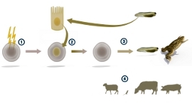 Гардон удалял ядро из яйцеклеток при помощи УФ-облучения, а затем инъецировал в них ядро из эпителия головастика. Из полученной клетки развивалась нормальная лягушка. Впоследствии эту технологию применили для овец, мышей, свиней, собак и других животных.