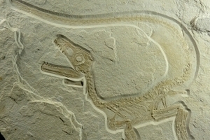 Летать не может Ученые заподозрили всех динозавров в ношении перьев
