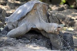Одинокий Джордж Умерла последняя гигантская черепаха одного из Галапагосских островов