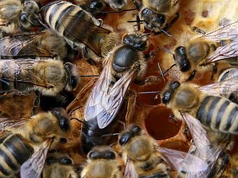 Матка пчелы - 133 фото