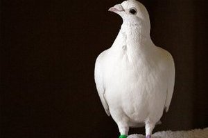 Животный магнетизм Ученые снова потеряли "внутренний компас" птиц