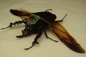 Повелители мух Израиль занялся созданием насекомых-киборгов
