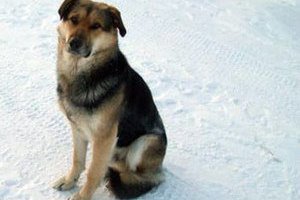 Морозостойкая верность История якутского пса Хатико