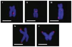 Хромосомы с местами локализации G-квадруплексов
