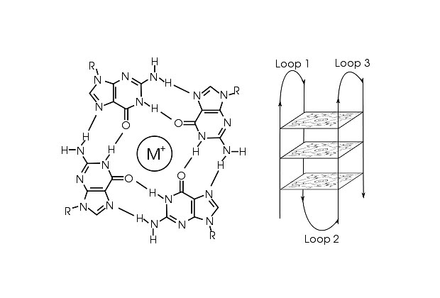 Структура G-квадруплекса. Слева показан квартет гуанинов, координированный ионом магния, справа - наложение таких структур друг на друга. Стрелки показывают ход цепи ДНК.