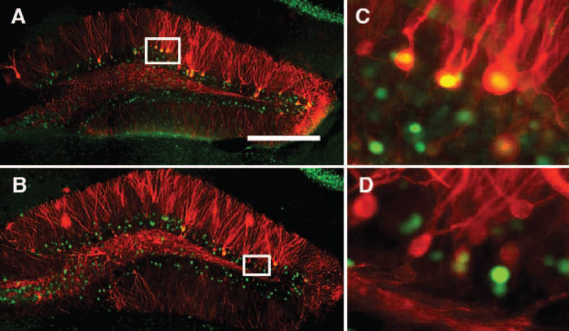 В одном и том же контексте метки получают одни и те же наборы нейронов: красный — белок-метка, зеленый — c-fos. Мышей метили, помещая в клетку А, а затем переносили либо обратно в клетку А (вверху), либо в клетку С (внизу).
