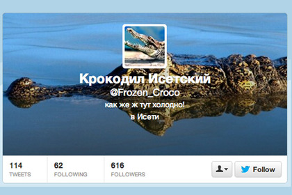 Скриншот твиттера <a href="https://twitter.com/Frozen_Croco" target="_blank">Исетского крокодила</a>