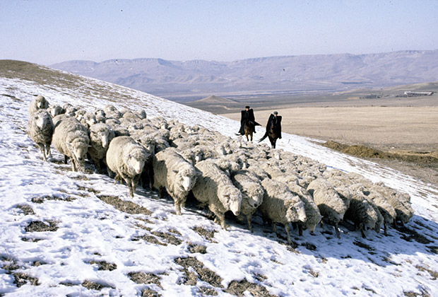 Отара овец в Карачаево-Черкесии