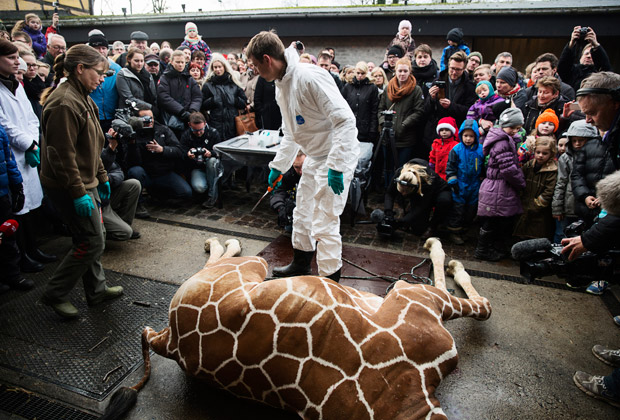 Публичное вскрытие трупа жирафа в копенгагенском зоопарке