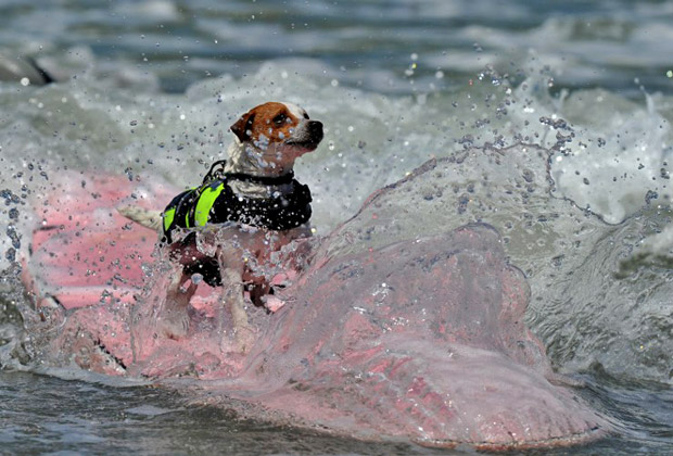Ежегодный конкурс среди собак-серферов в  Loews Coronado Bay Resort &amp; Spa