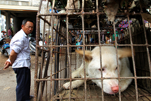 Братья наши вкусные В Китае споры между любителями полакомиться собачатиной и защитниками животных едва не привели к беспорядкам