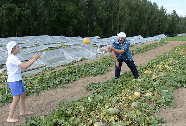 Уборка бахчевых культур и овощей на территории официальной резиденции Президента Республики Беларусь 