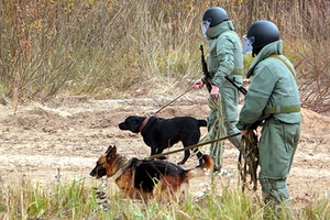 Собачья работа: воины «Красной звезды» Чему учат четвероногих бойцов российской армии
