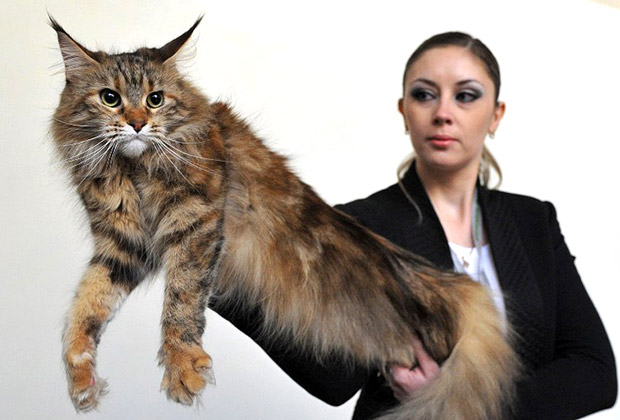 Уважать себя заставил В моде домашние коты-гиганты, которых лучше не  обижать : Звери: Из жизни: Lenta.ru