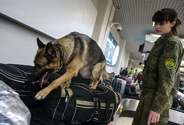 Досмотр багажа в зоне таможенного контроля аэропорта Кольцово в Екатеринбурге 