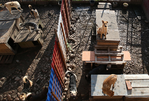 Собаки на территории приюта для бездомных животных в поселке Славянское 