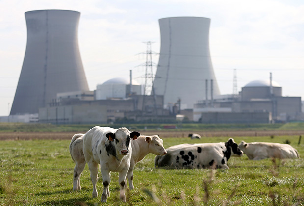 Коровы рядом с ядерным реактором в Бельгии