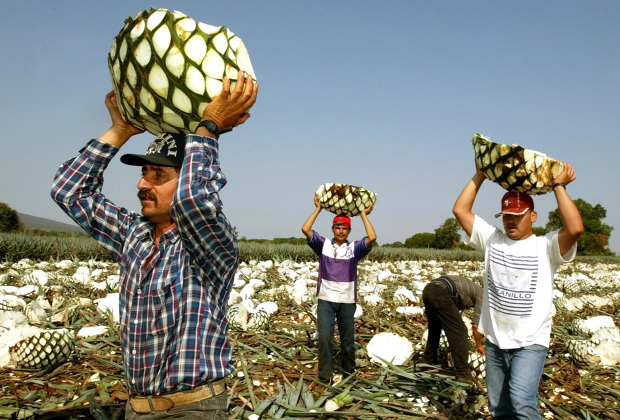 Мексиканские рабочие на заготовке агавы в штате Халиско 