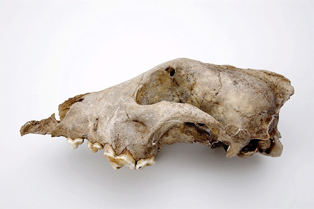 Череп палеолитической «собаки» из пещеры Гойе (Бельгия)