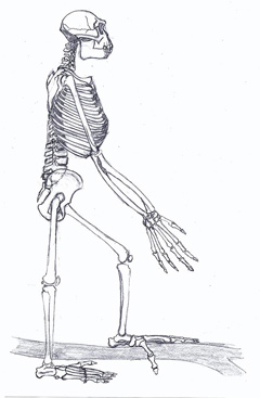 Скелет Ardipithecus ramidus