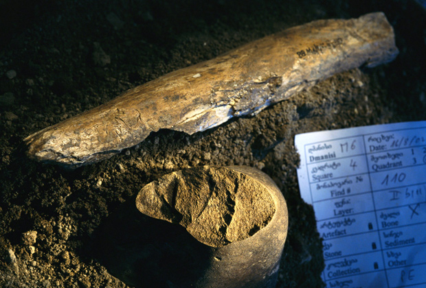 Каменное орудие труда, принадлежавшее гоминиду, жившему около 1,8 миллиона лет назад. Найдено в Грузии