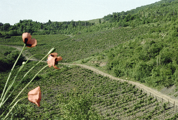 Виноградники в Крыму. 1985 год