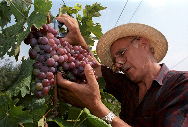 В этом году виноград в Сербии уродился на славу