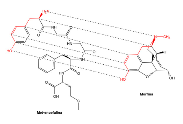 Структурные соответствия между опиоидным пептидом и морфином
