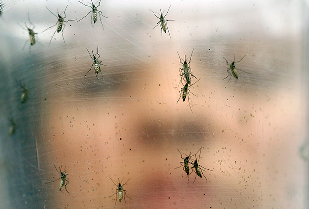 Комары Aedes aegypti переносят вирус Зика