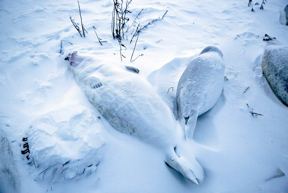 Морские котики, добытые на охоте, — один из главных источников белка для жителей Шишмарёва и их собак. Зимой туши отлично сохраняются без холодильника.