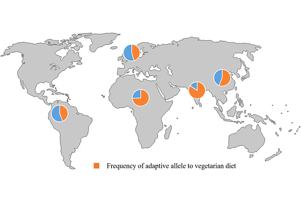 Распространенность благоприятствующей вегетарианству мутации (отмечено оранжевым цветом)