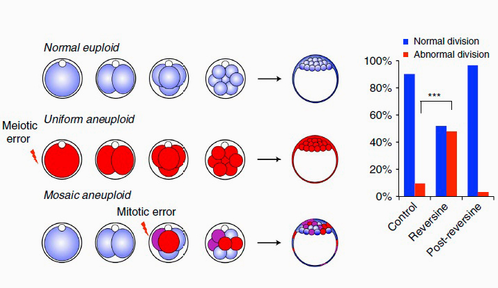 Эмбрионы с мозаичной анеуплоидией содержат здоровые клетки и клетки с различными генетическими аномалиями